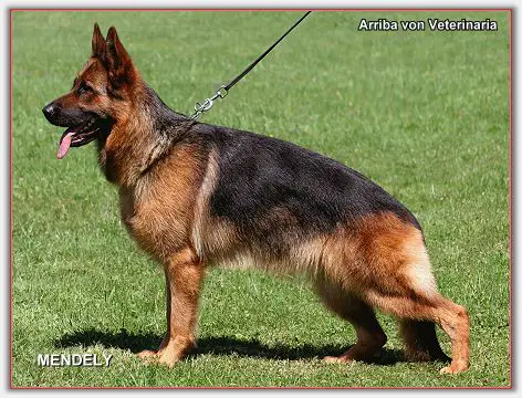 VA2 HZS SCHWEIZ Arriba von Veterinaria