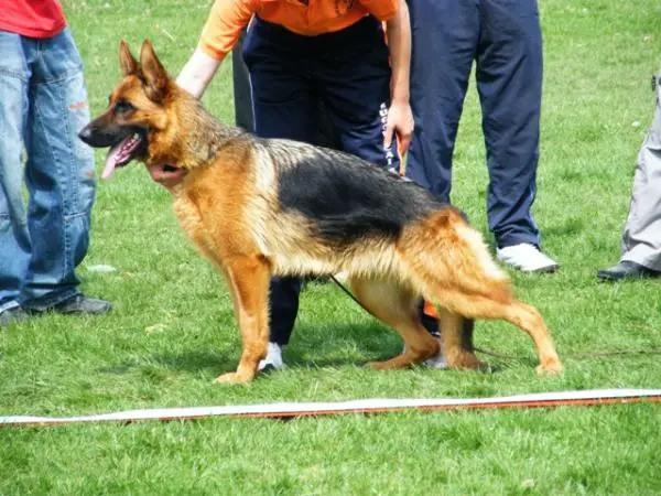 SG-1 Sugovicai Bácsőr Málta