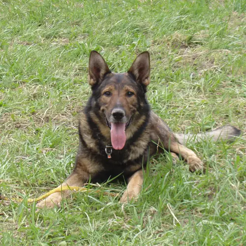 Pepnick High Spirits