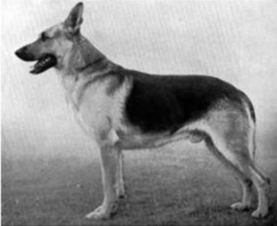 VA Neander von Bern