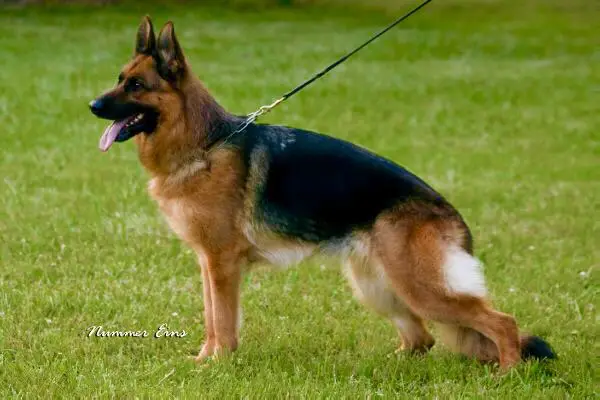 3X VA 2 Hulda vom Polarkreis