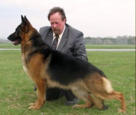 CH (CAN) (INT) Hellwigg's Fighting Borukai