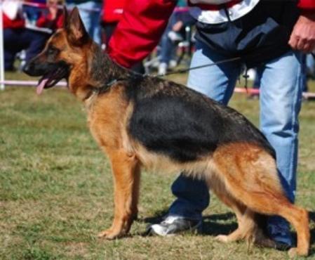 V(BSZS) Destiny von Wilhendorf