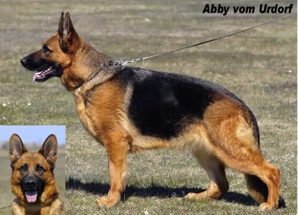V Abby vom Urdorf