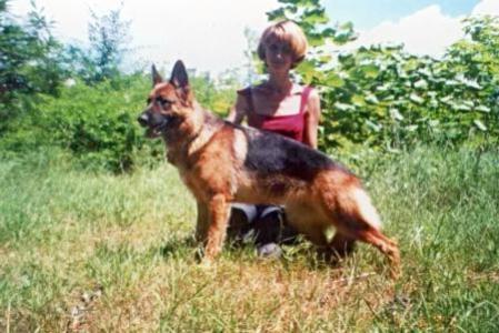 V Besta Gold Schaferhund