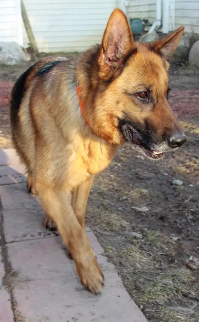 Athena vom Grunenfeld