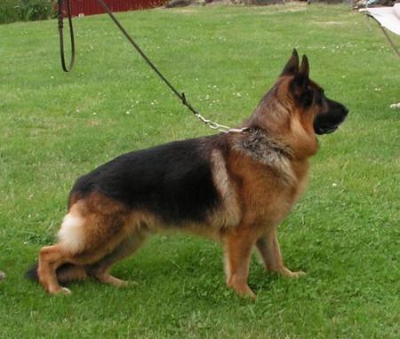 Nero vom Rossbergerland