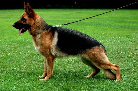 Wiske vom Hühnegrab