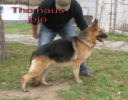 THORHAUS JOJO