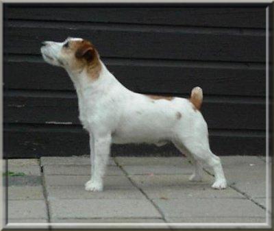 CH Baylock Son O Plonk