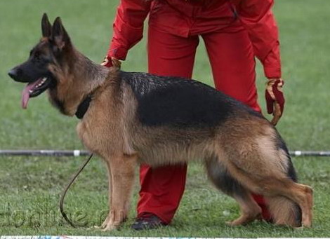 V,CH RUS,RKF Farnheim Canni Shtefi