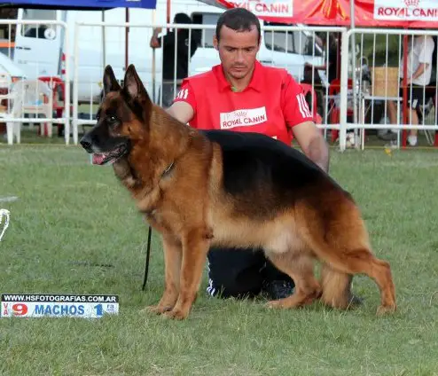 VA1(B),VA9(A),VA1(U) Matute de la dulce laika