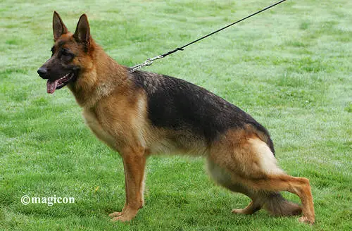 SG53 BSZS2009 Farina vom Hutweide