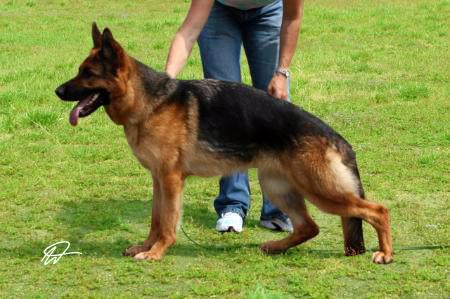 V1 Diva vom Werderschen