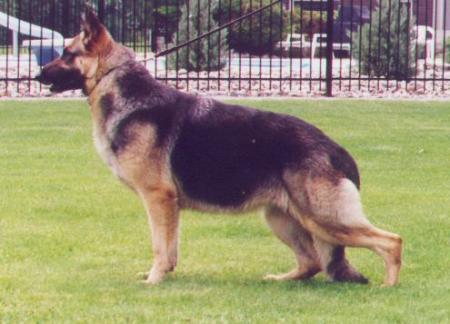 Mayos Cheyenne
