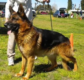 Axel von Baggerhund