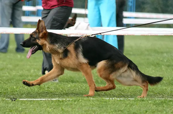 V Eramira vom Aleks Birkenstrasse