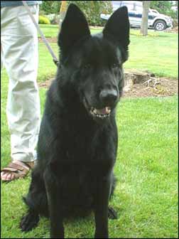 Vonforell Abra I.I.U