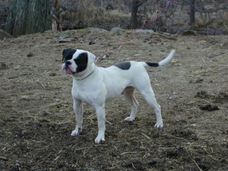 MAK's Mugsy