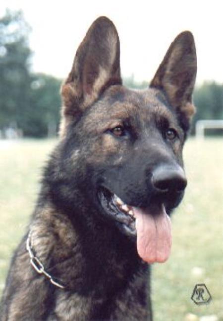 G, MISTR ČR, 7X ÚMR Aryn z Dajjir