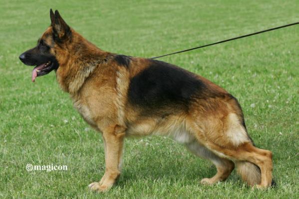 CH KZ Zirius of Flokish Fest