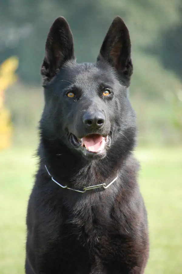 SG Nick van het Volgerland