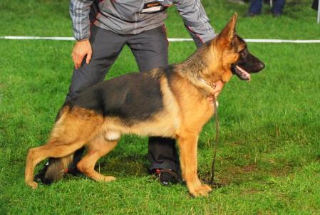 Dato Dark Kennel