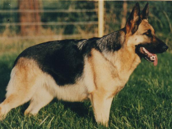 Leta Vom Waldzwinger