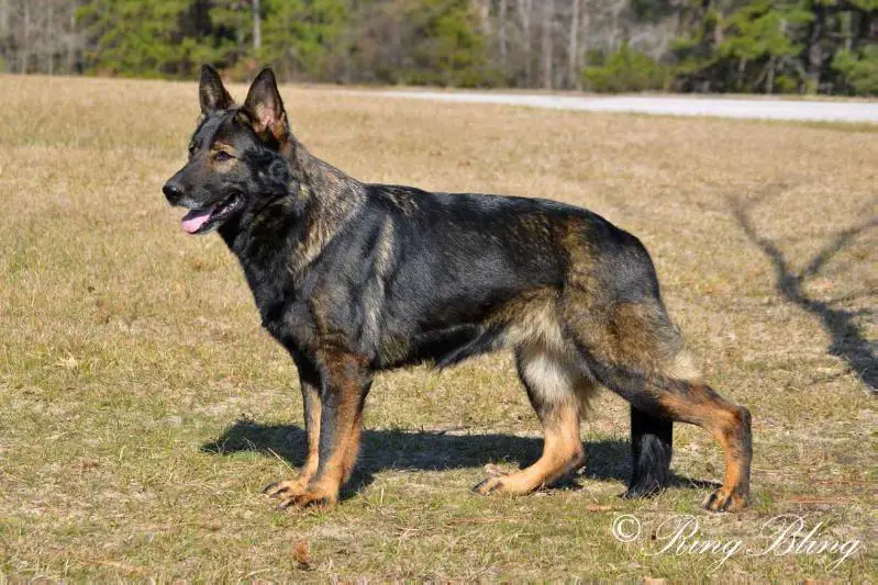 GRAND CHAMPION Una vom Alt-Ostland