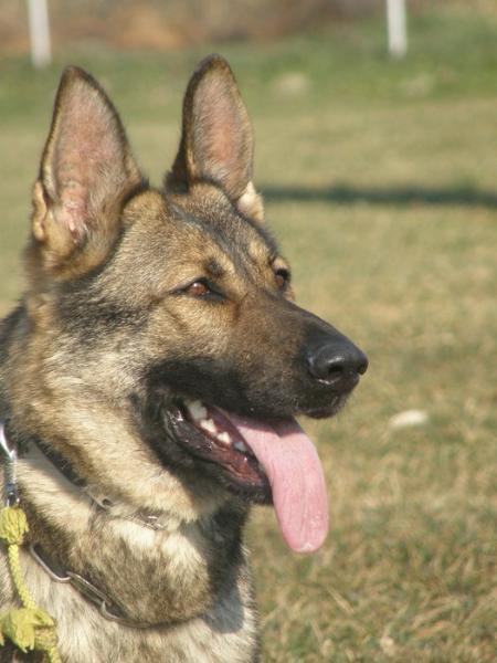 G Zafira Betkin dvor