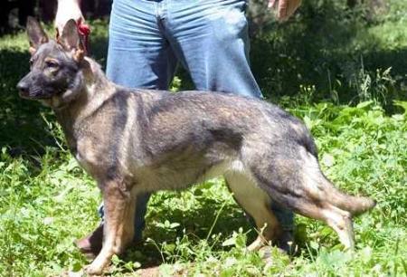 Blackhills Khandi's Angel