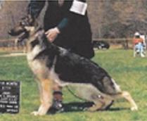 Witmer's Dancing In The Moonlight