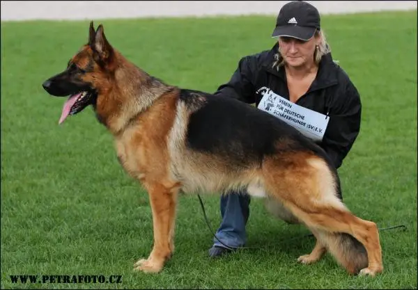 V, SG 49 (BSZS 2010) Yannick Maserau