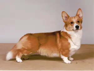 CH (INTL, NORDIC, FIN, SWE, DNK, NOR, EST, LVA) Haywire's Winds Of Change