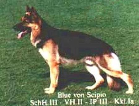 V Blue von Scipio