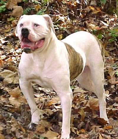 Johnson's Pebbles Holloway 2 (2000)