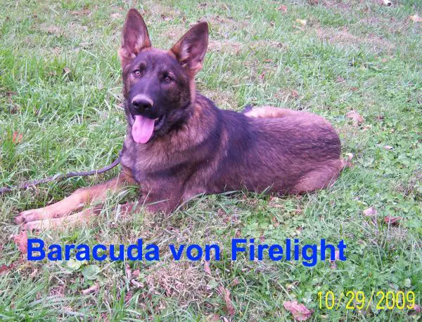 Baracuda von Firelight