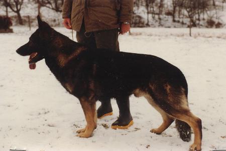 Asko von der Hole