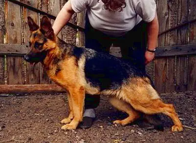 Schwarzen Wald GEORGIA