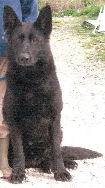 Vomhausnye Rosa of Lyfame