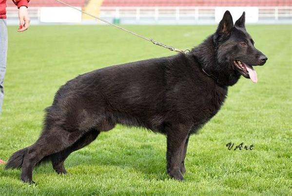 V Jermo von Haus Castra Regina