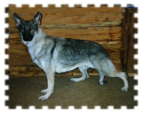 Raebark's Cunning Cobra