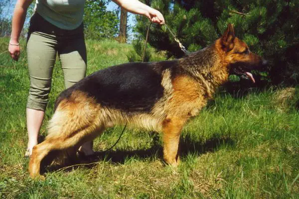 DAX z Iglastego Lasku