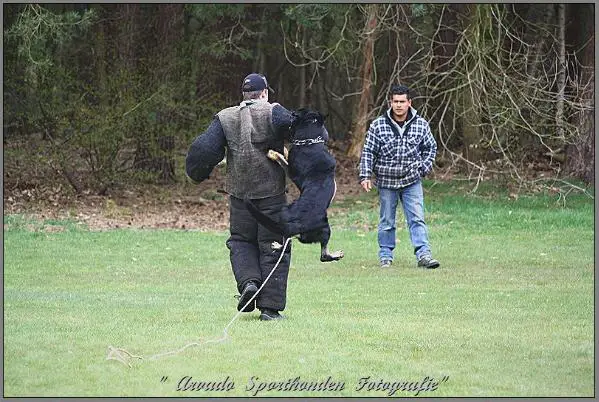 Dolf van Brandevoort