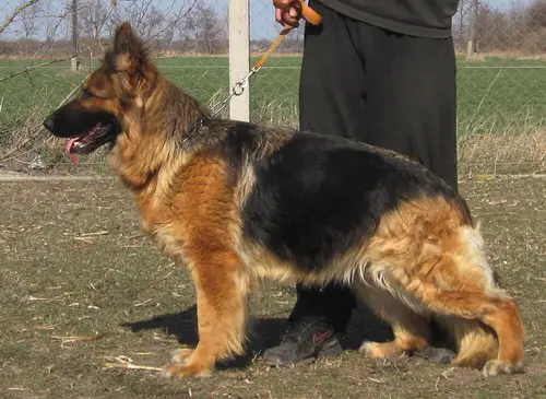 Királyvölgyi-Őrség Astra