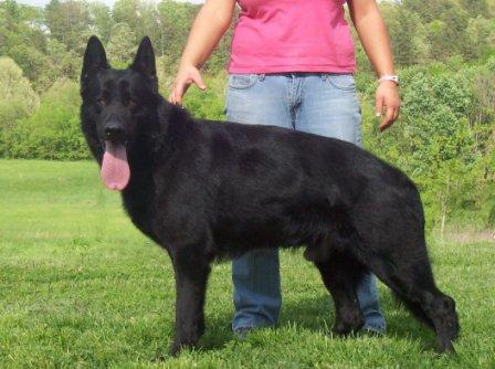 Tyking Von Lebeau Rice Petes Boy