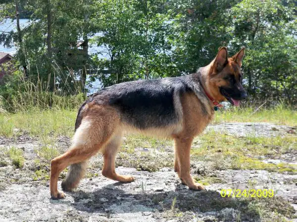 SG1 Chayas Baehroness Vom Wally Woo Farm