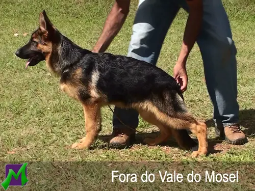 Fora do Vale do Mosel