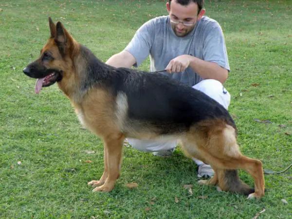 SG (IT) Frency dei Verdi Colli