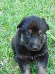 Belicia vom Dopheide